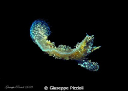 Melibe fimbriata (=viridis) freely swimming by night by Giuseppe Piccioli 